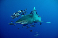 This Oceanic white tip seemed exited about the charging of my flash (electro magnetic field ??) shot of Deadelus reef on a not so known divesite a few miles from the actual reef. I am always greatfull when allowed diving with Sharks 
